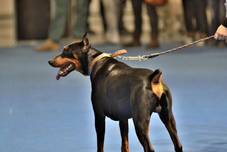 饲养杜宾犬的注意事项(营养知识体会养杜宾知识)