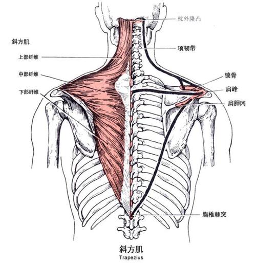 斜方肌怎么写(斜方肌知识白板基础知识)