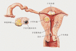 包含问地理知识女人的阴道知识的词条