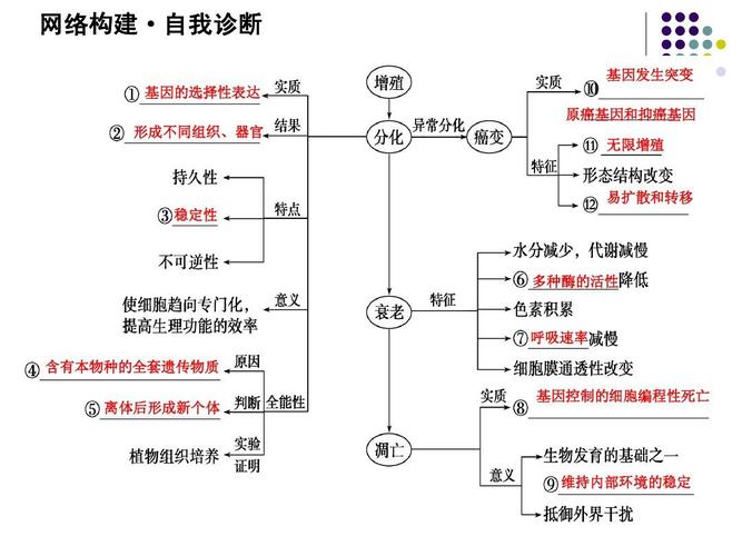 分化的概念,意义,结果(分化知识点有奇怪的知识)